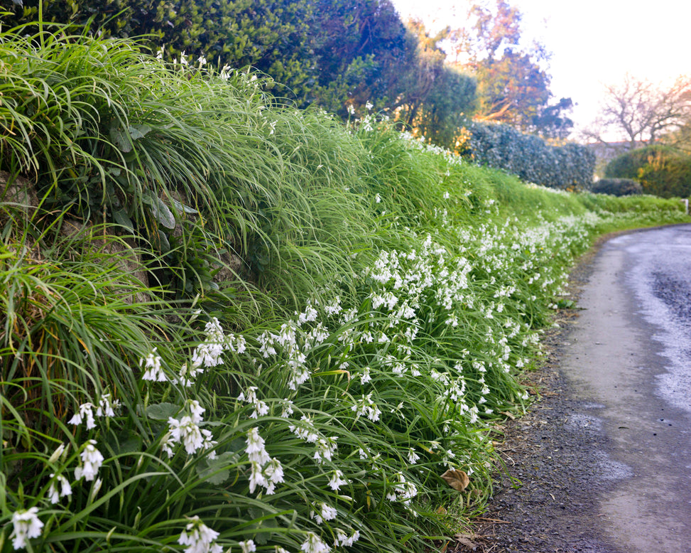 Allium triquetrum