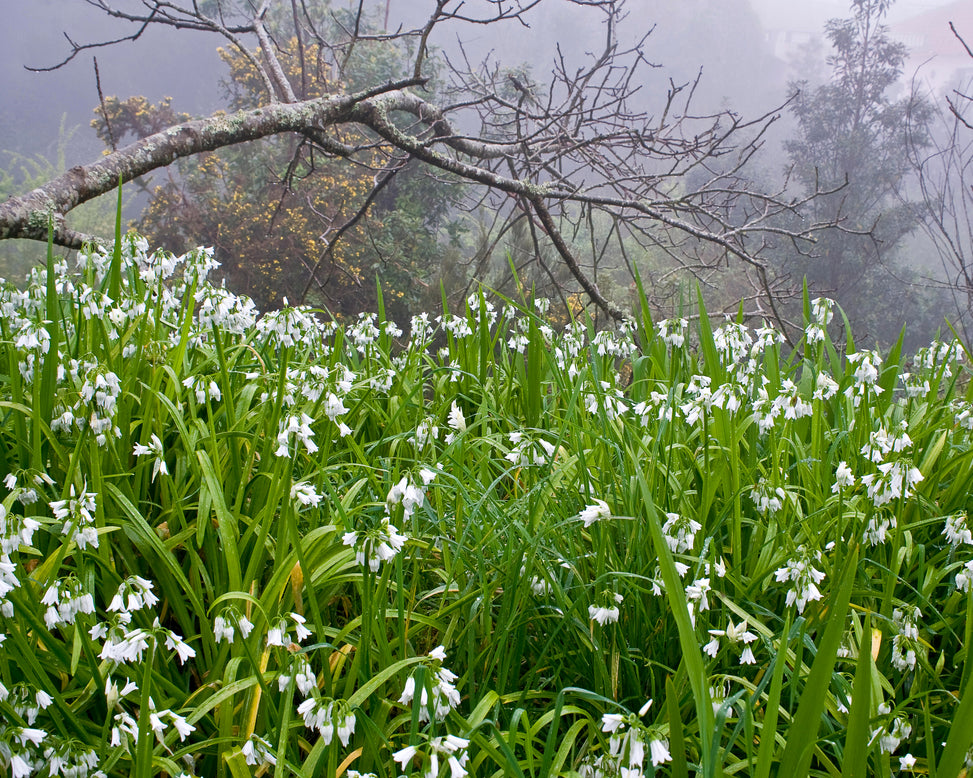 Allium triquetrum