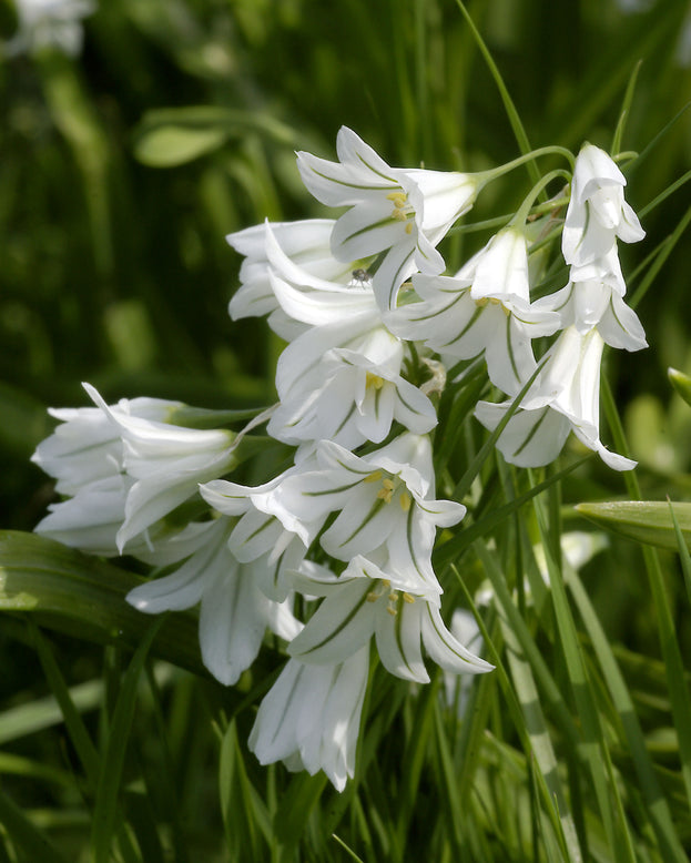 Allium triquetrum