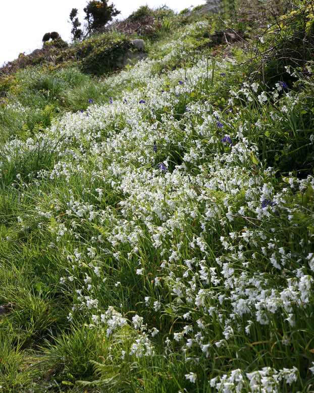 Allium triquetrum