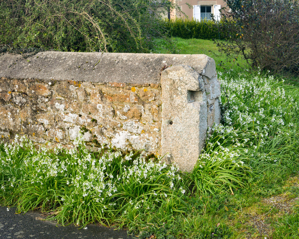 Allium triquetrum