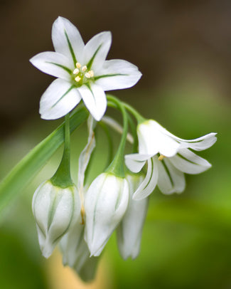 Allium triquetrum