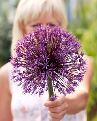 Allium 'Universe'