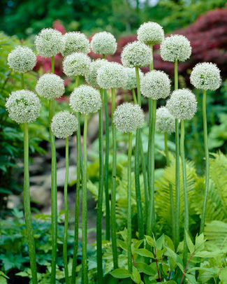 Allium 'White Giant'