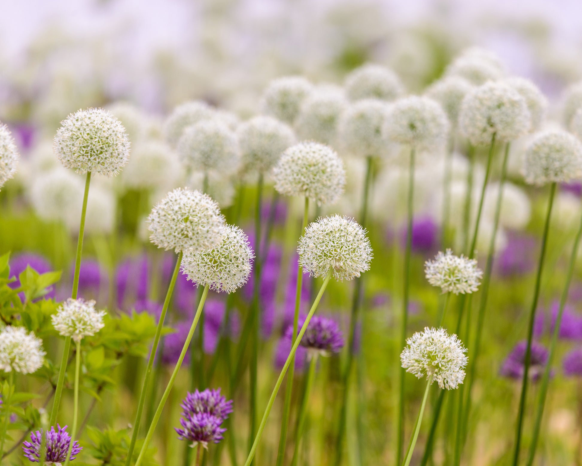 Allium stipitatum 'White Giant' bulbs — Buy online at Farmer Gracy UK