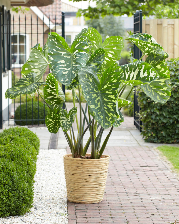 Alocasia 'Hilo Beauty'