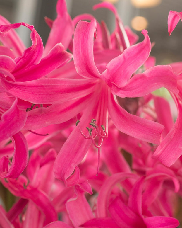 Amarine belladiva 'Anastasia'
