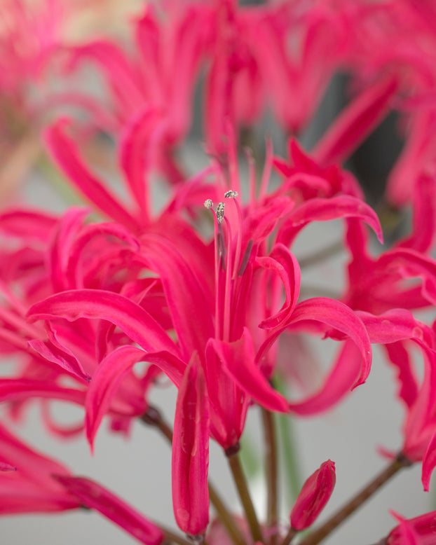 Amarine belladiva 'Anastasia'