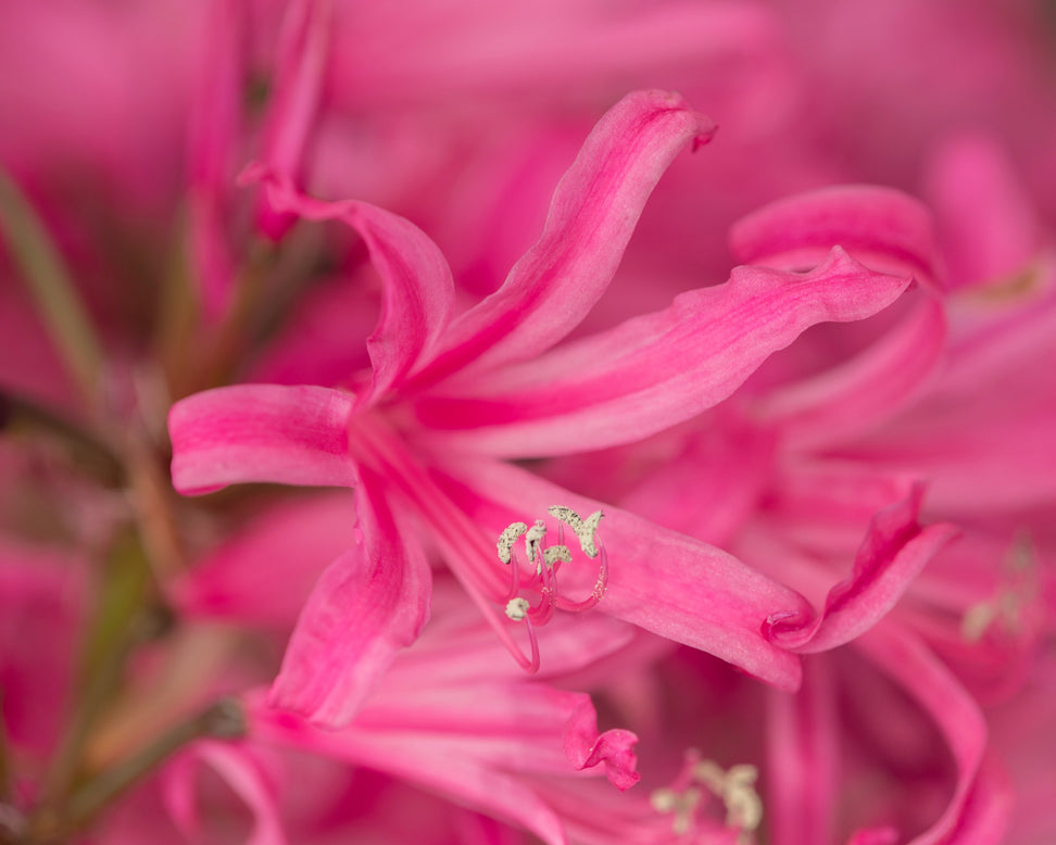 Amarine belladiva 'Anastasia'