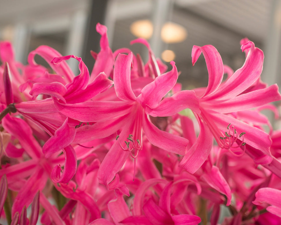 Amarine belladiva 'Anastasia'