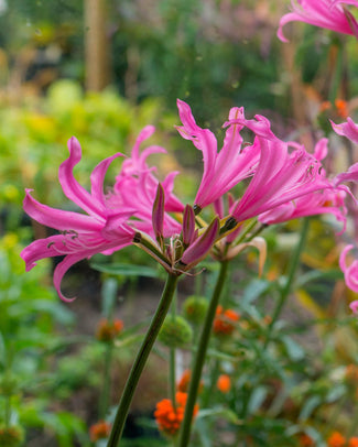 Amarine belladiva 'Aphrodite'