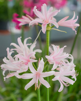 Amarine belladiva 'Emanuelle'