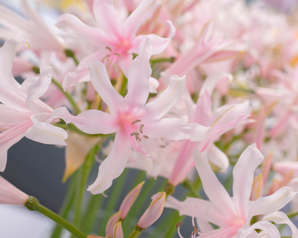 Amarine belladiva 'Emanuelle'