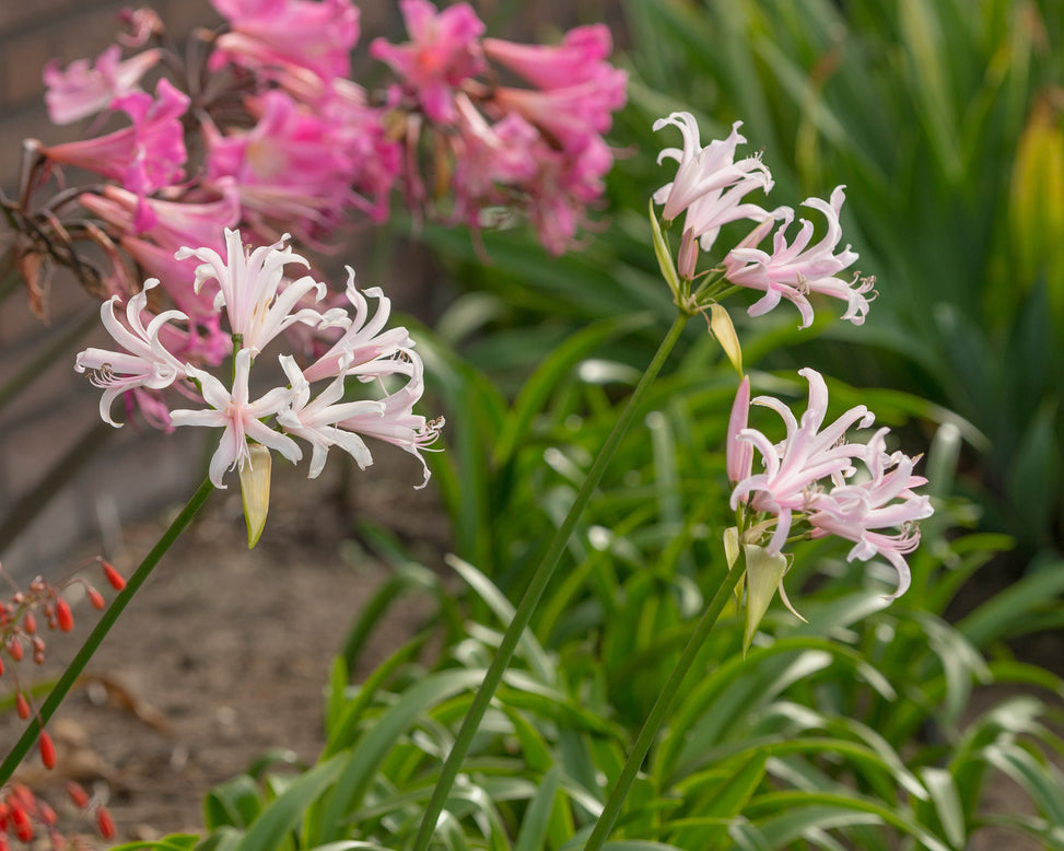 Amarine belladiva 'Emanuelle'