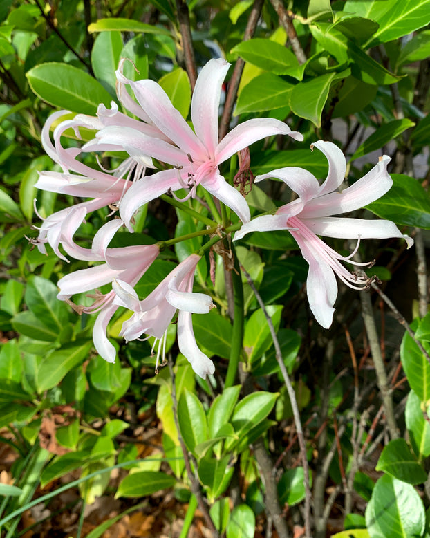 Amarine belladiva 'Emanuelle'