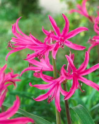 Amarine belladiva 'Tomoko'
