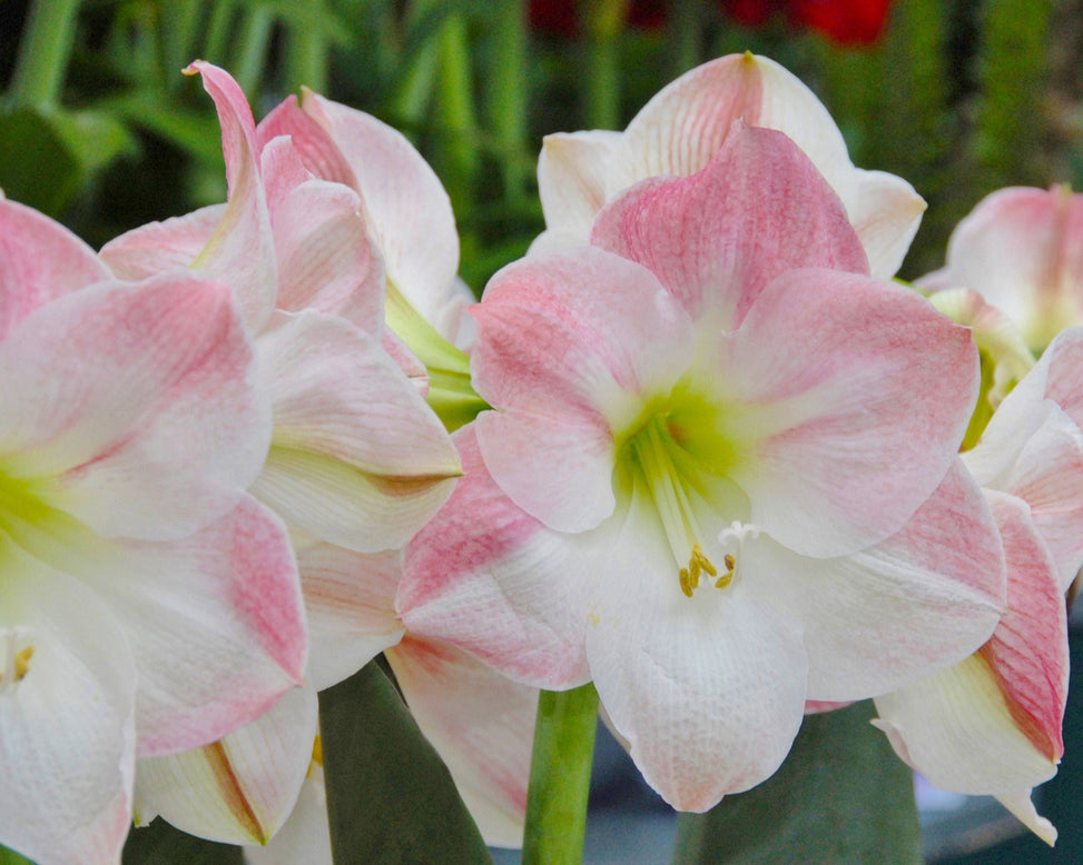Flower BulbsApple Blossom Bulbs UK - 2