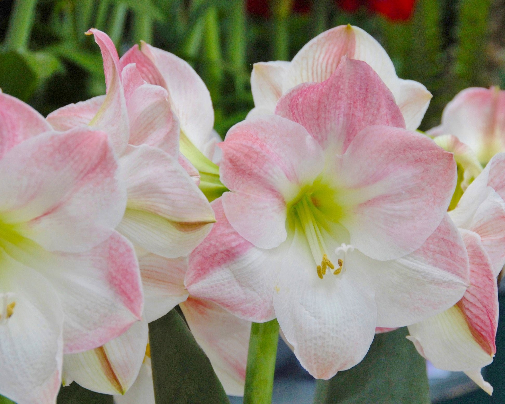 Amaryllis 'Apple Blossom' bulbs — Buy online at Farmer Gracy UK