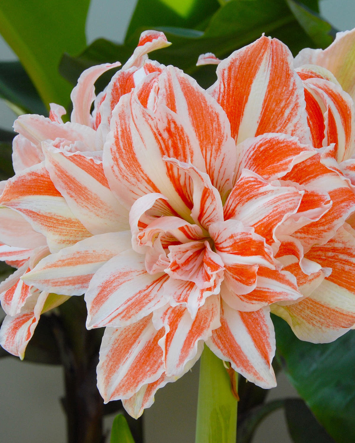 Flower BulbsDancing Queen Bulbs UK - 1