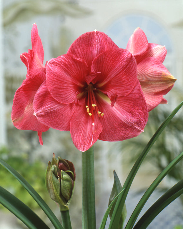 Amaryllis 'Hercules'