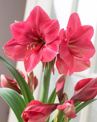 Amaryllis 'Hercules'