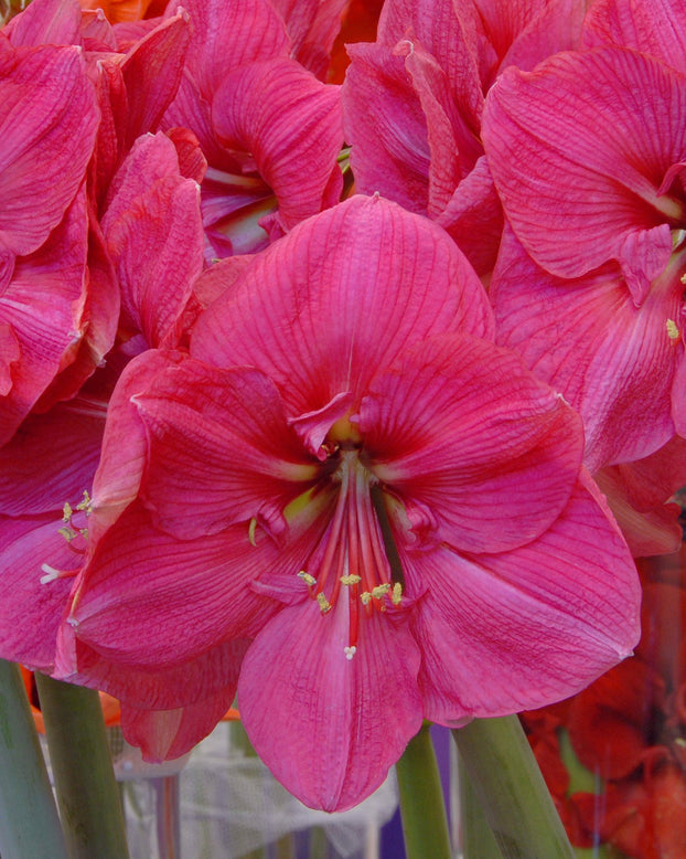 Flower BulbsHercules Bulbs UK - 1