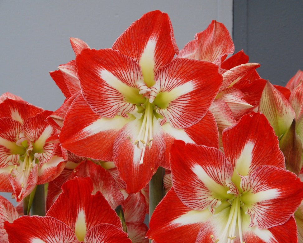Flower BulbsMinerva Bulbs UK - 2
