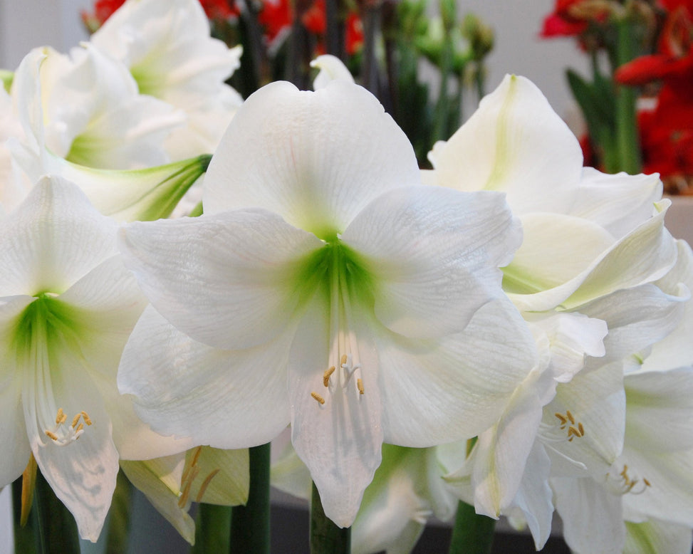 Flower BulbsMont Blanc Bulbs UK - 2