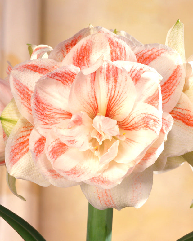 Amaryllis 'Nymph'