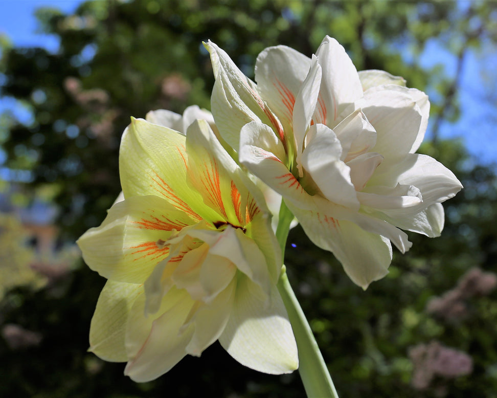 Amaryllis 'Nymph'