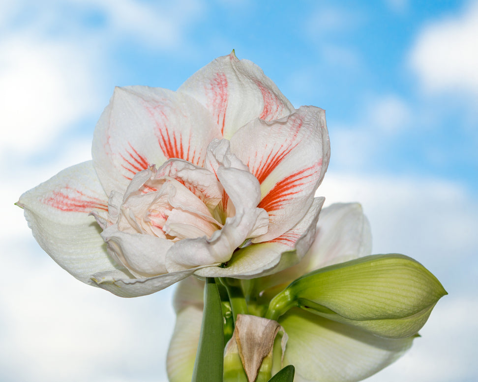 Amaryllis 'Nymph'