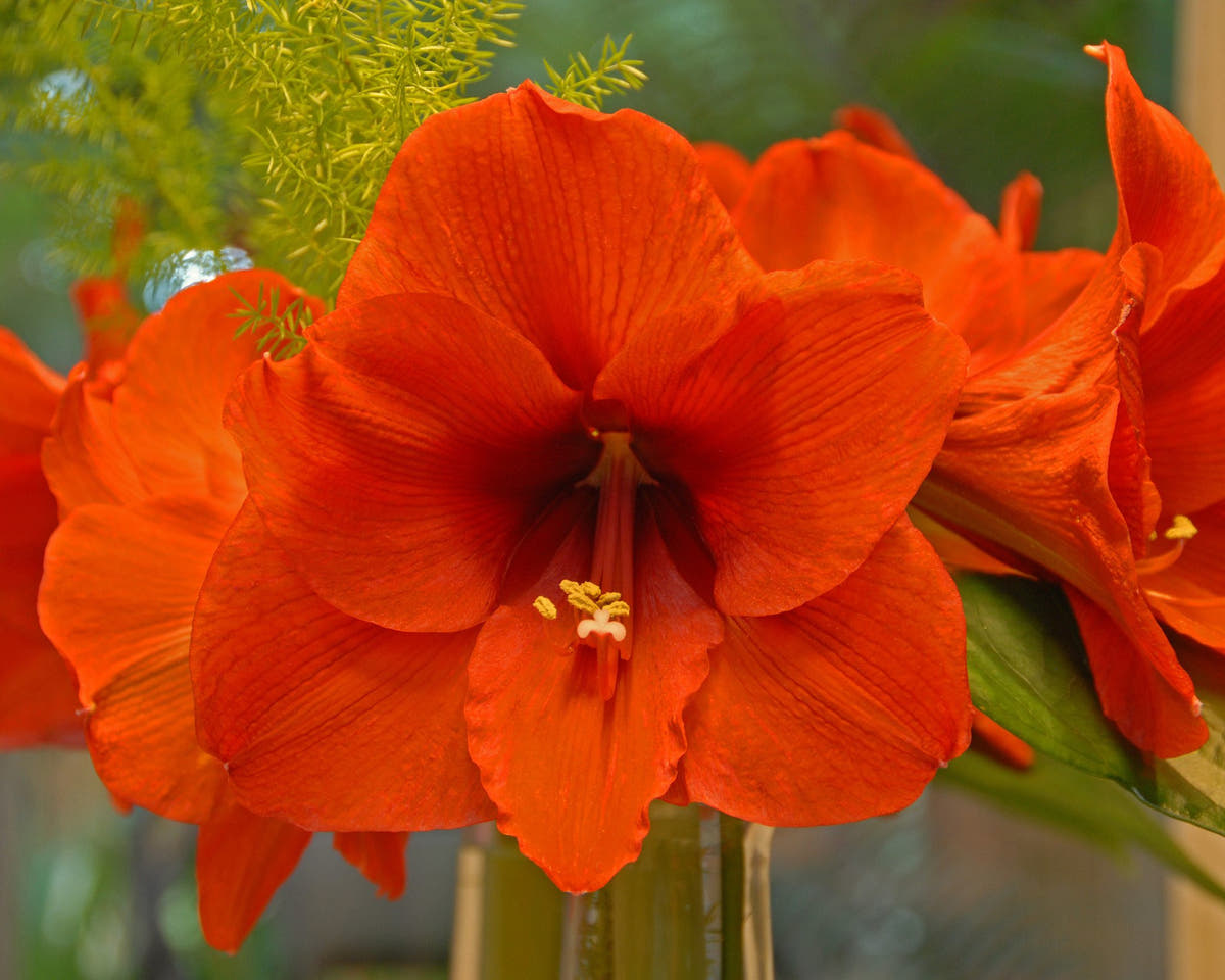 Flower BulbsOrange Souvereign Bulbs UK - 2