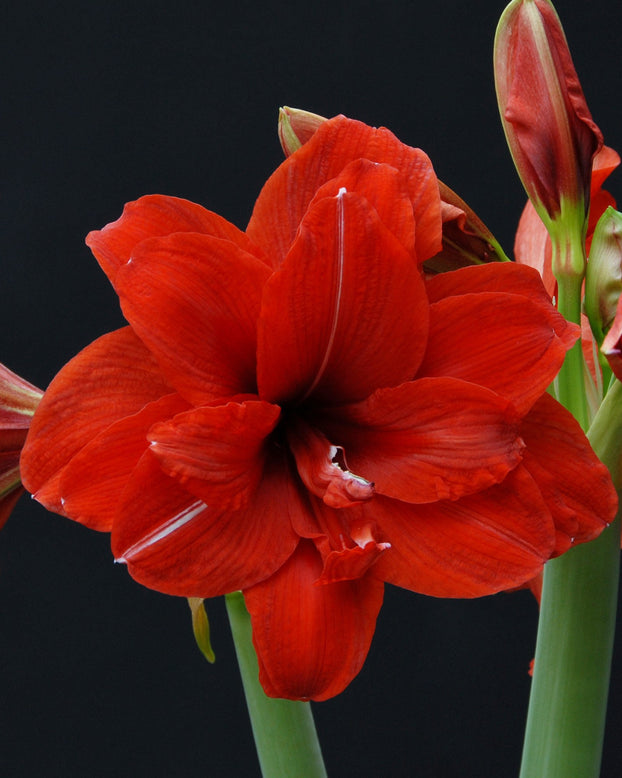 Flower BulbsRed Peacock Bulbs UK - 1