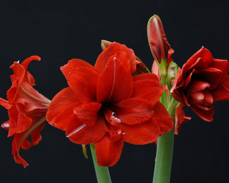 Amaryllis 'Red Peacock'