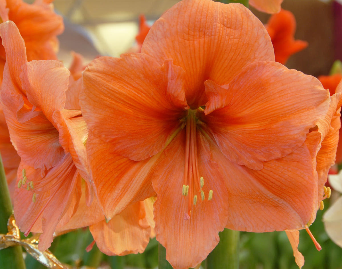 Flower BulbsRilona Bulbs UK - 2