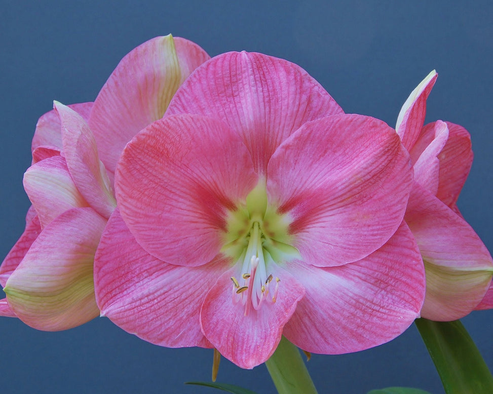 Flower BulbsSusan Bulbs UK - 2