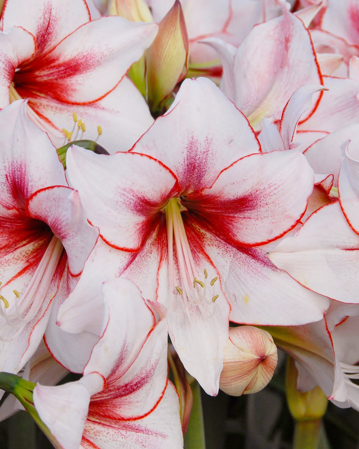 Flower BulbsTemptation Bulbs UK - 1