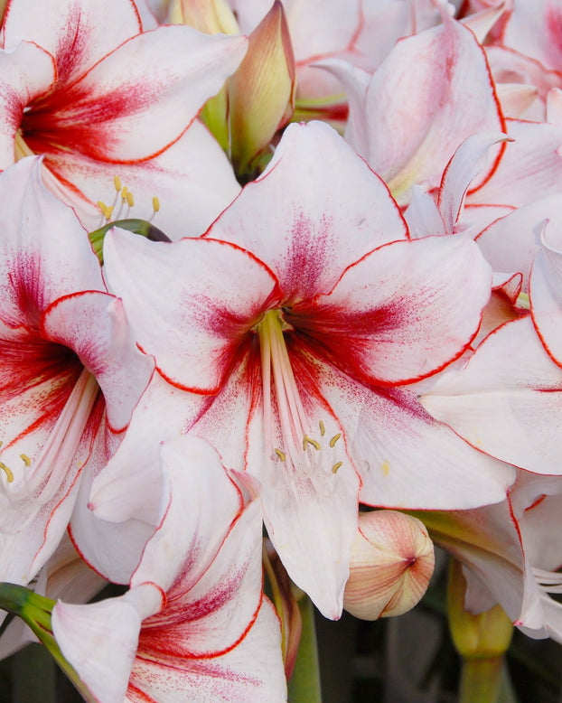 Flower BulbsTemptation Bulbs UK - 1