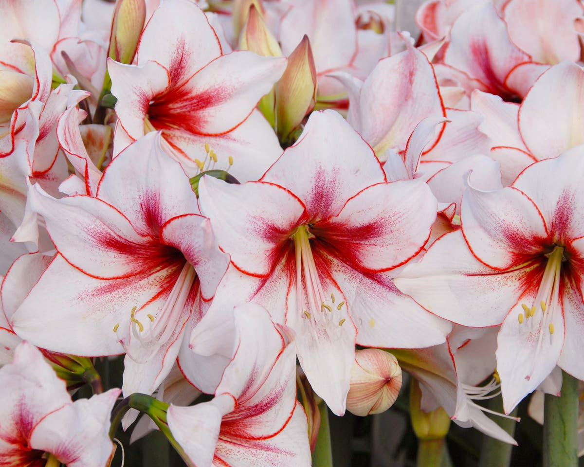 Flower BulbsTemptation Bulbs UK - 2