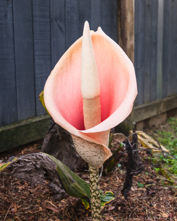Amorphophallus bulbifer