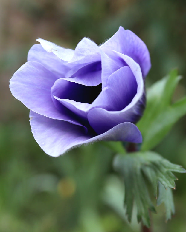 Anemone 'Mistral® Azzurro'