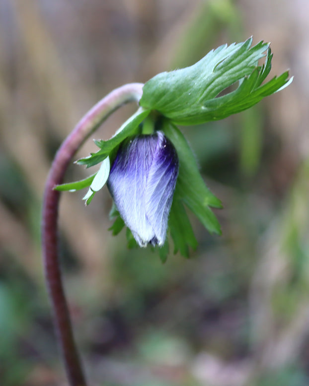 Anemone 'Mistral® Azzurro'