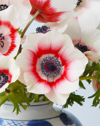 Anemone 'Bicolor'