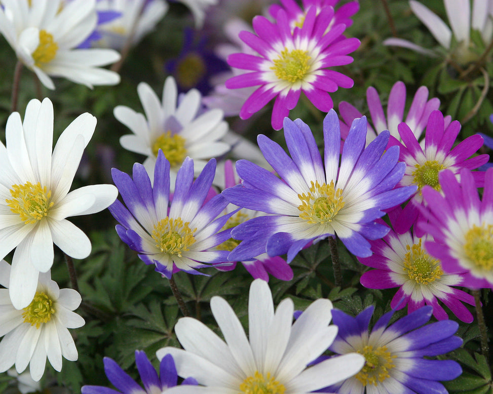 Anemone blanda 'Mixed Colours'