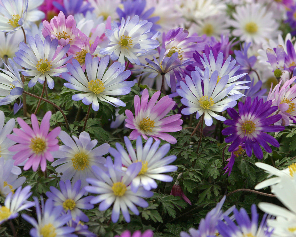 Anemone blanda 'Mixed Colours'