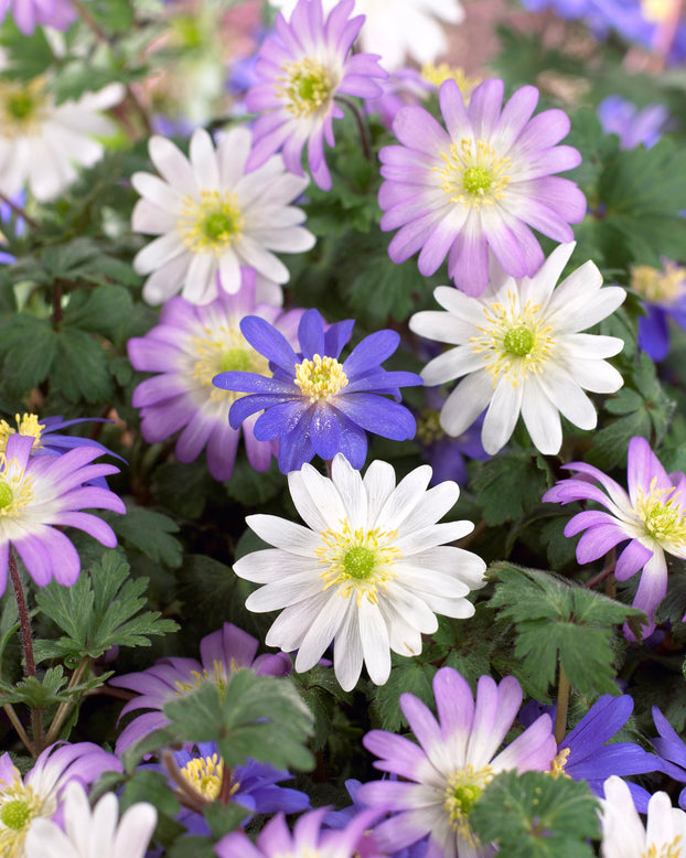 Anemone blanda 'Mixed Colours'