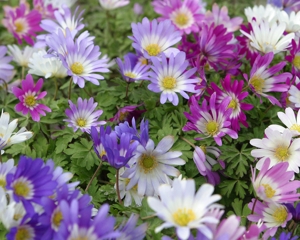 Anemone blanda 'Mixed Colours'