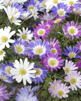 Anemone blanda 'Mixed Colours'