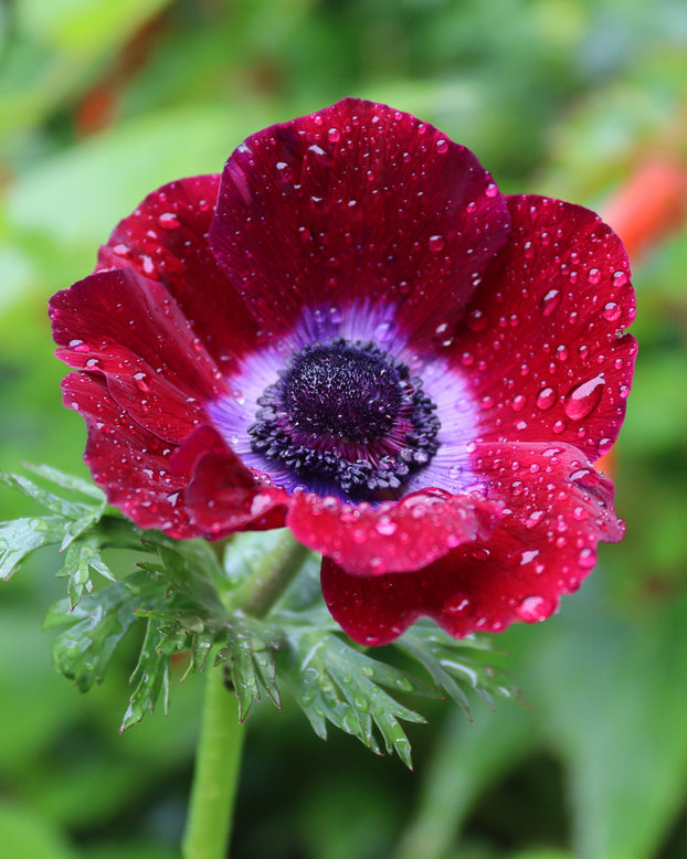 Anemone 'Mistral® Bordeaux'