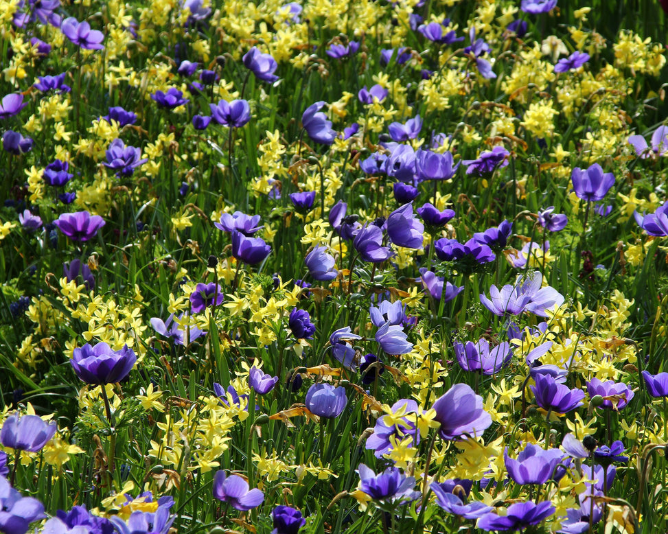 Anemone 'Mr Fokker'
